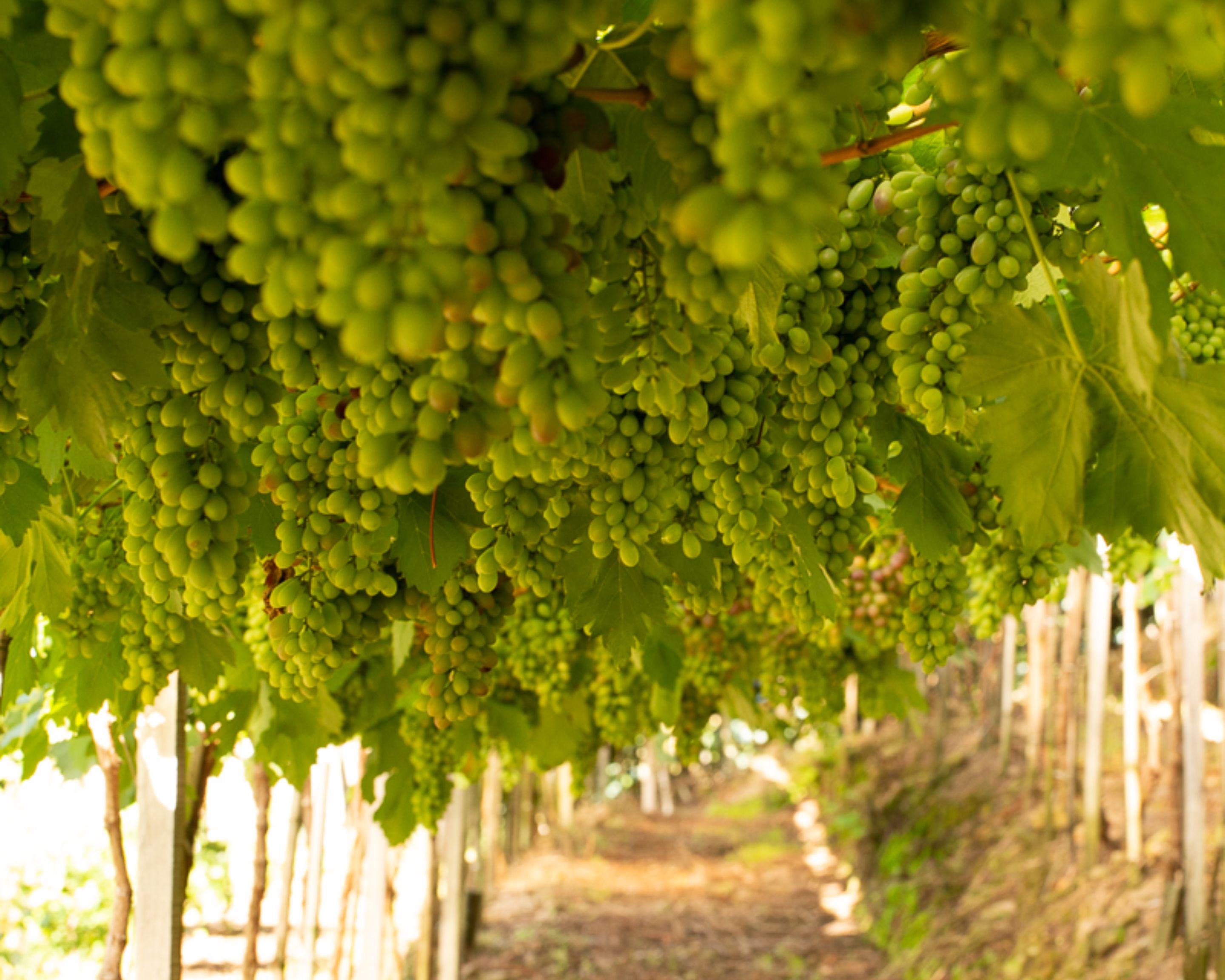UVAS