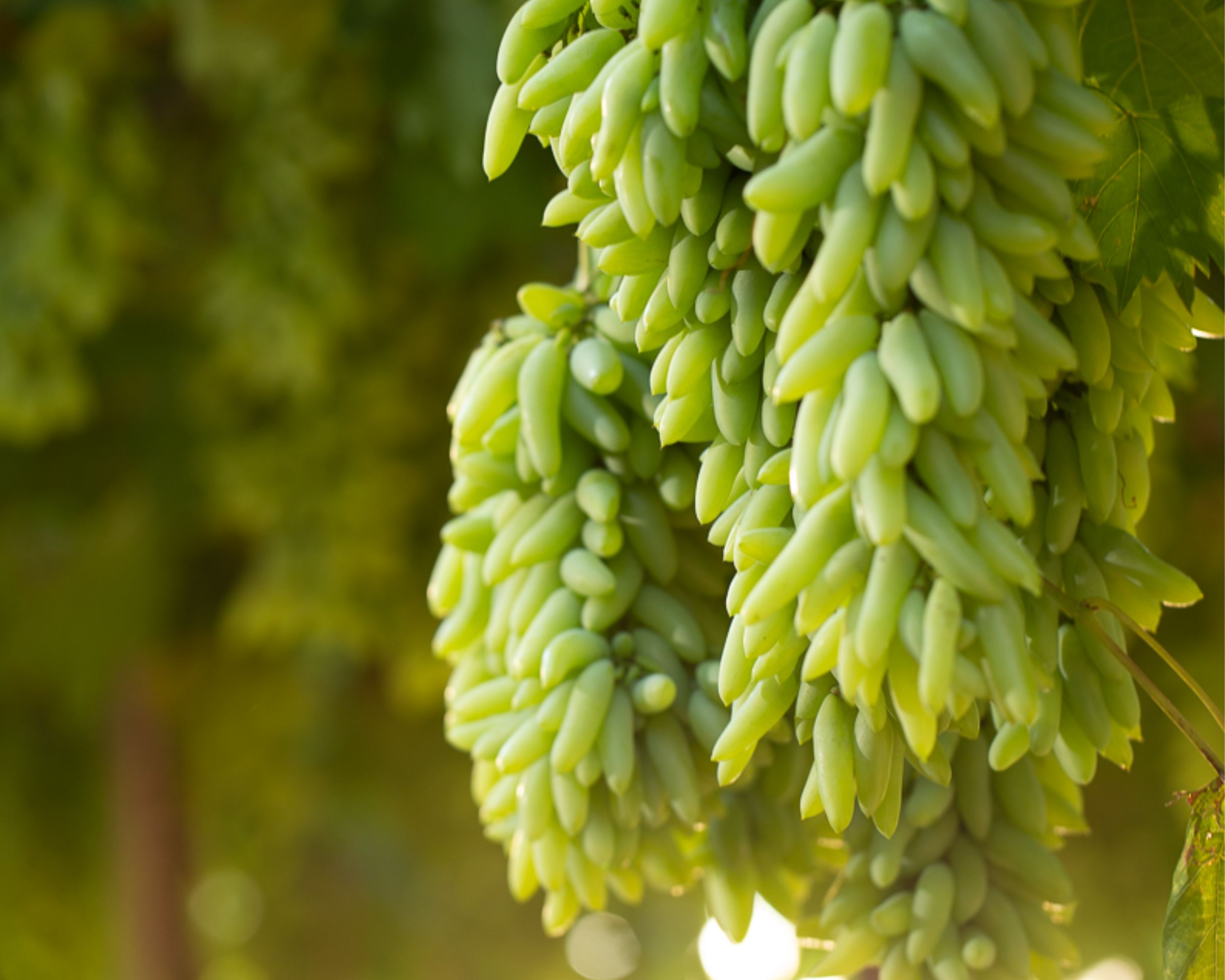 UVAS
